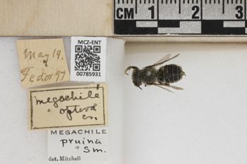 Media type: image;   Entomology 785931 Aspect: Labels